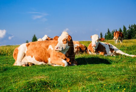 Herd of cows grazing on meadow. Photo taken in Graz, Austria
