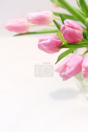 Beautiful pink tulips in the vase