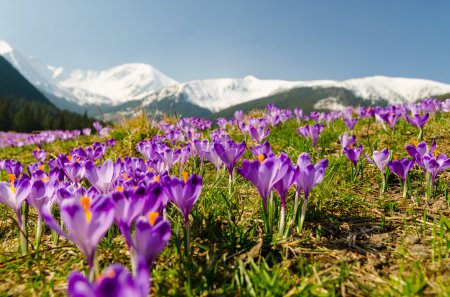 carpet of blooming crocuses in chocholowska valley in tatra moun
