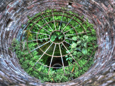 Plants growing in a well, HDR