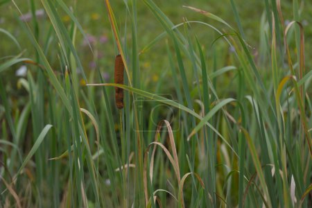 Reed and tall green grass