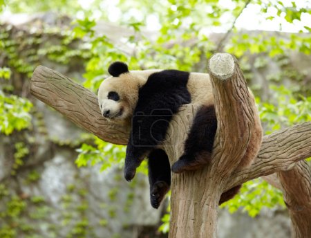 Sleeping giant panda baby