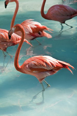 Flamingos in blue water