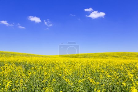 Blooming yellow rape field