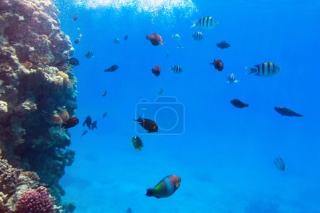 Coral reef of Red Sea with tropical fishes