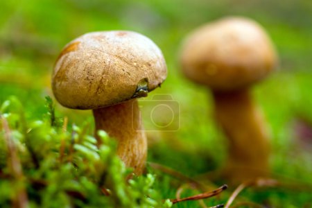 Velvet bolete mushroom in the forest