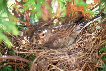 Small Common Linnet bird laying eggs