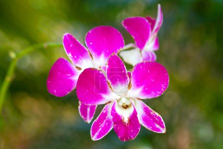 Wild orchid flower on the tree
