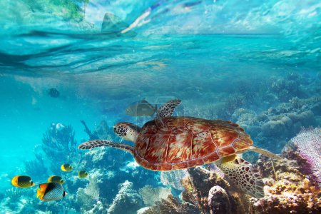 Green turtle in the tropical water