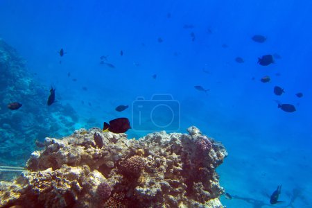 Coral reef of Red Sea with tropical fishes
