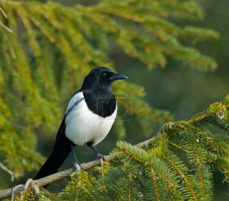 Magpie in Tree