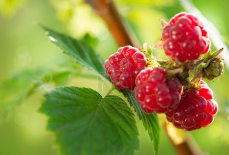 Raspberry. Growing Organic Berries closeup