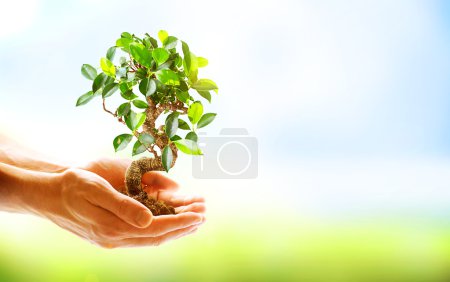Human Hands Holding Green Plant