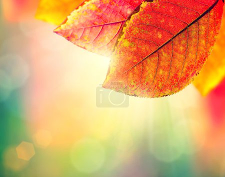 Autumn Background. Beautiful Colorful Leaves and Sunlight