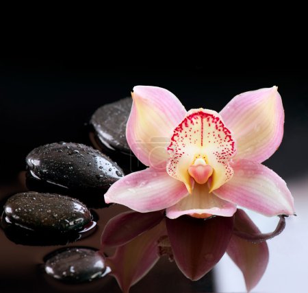 Zen Stones and Orchid Flower. Stone Massage