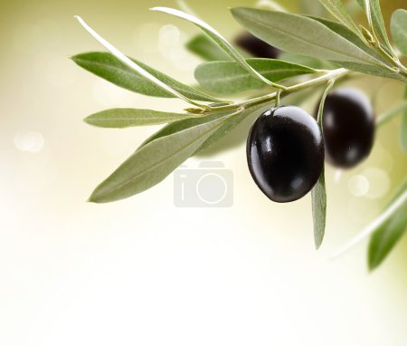 Olives. Black Ripe Olive on a tree