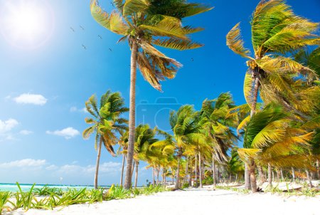 Caribbean Beach. White Sand and Palms