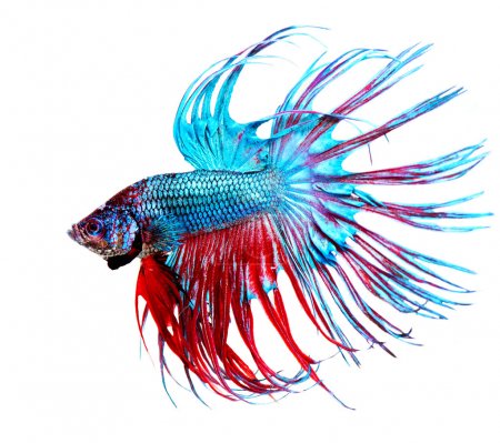 Betta Fish closeup. Colorful Dragon Fish