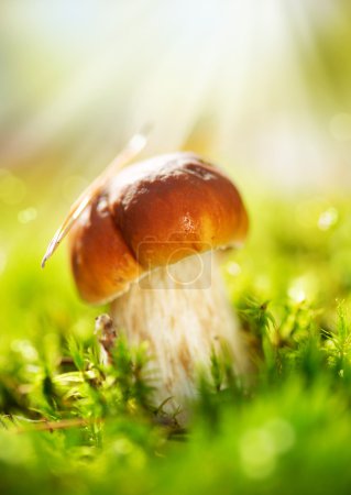 Cep Mushroom Growing in Autumn Forest. Boletus