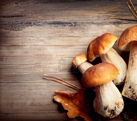 Mushroom Boletus over Wooden Background. Autumn Cep Mushrooms