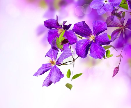 Clematis Flower. Violet Clematis Flowers Art Border Design