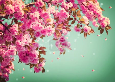 Sakura Flowers Background art Design. Spring Sacura Blossom