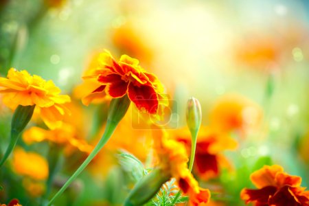 Tagetes Marigold Flower. Autumn Flowers Background
