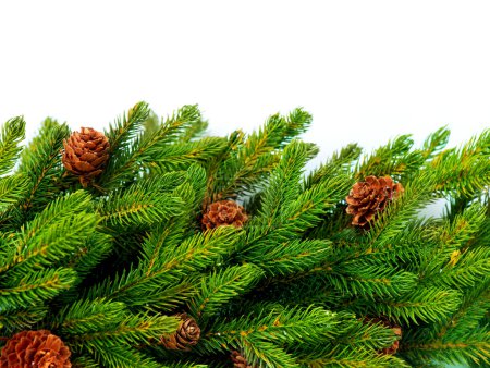 Christmas Tree with Cones border isolated on a White background