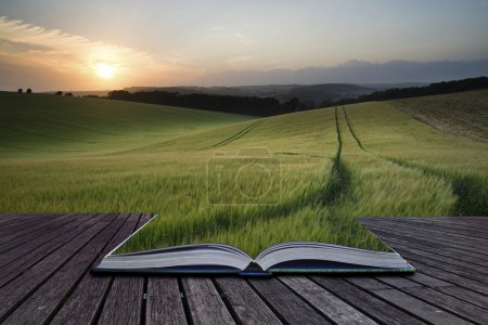 Creative concept pages of book Summer landscape image of wheat f
