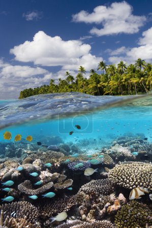 Tropical Reef - Cook Islands - South Pacific