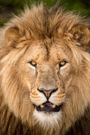 Male lions face