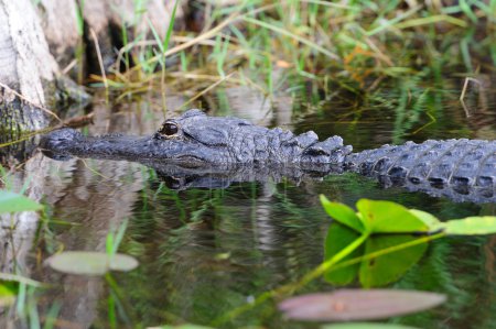 Alligator closeup in wild