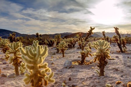 Surreal Desert Landscape