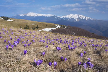 Crocus flowers in the mountains 
