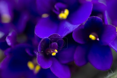 dark purple African violets