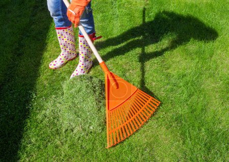 Woman raking freshly cut grass
