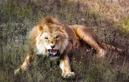roaring lion in savannah