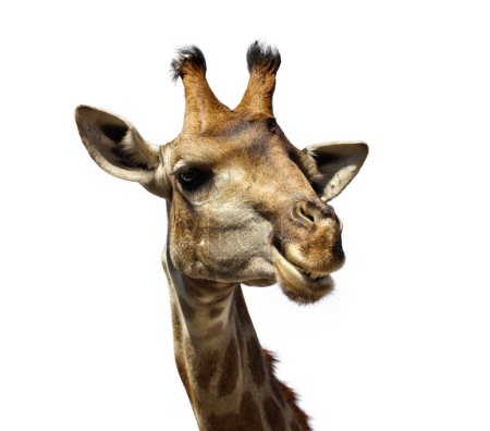 cute giraffe