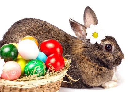 easter rabbit, eggs and camomile