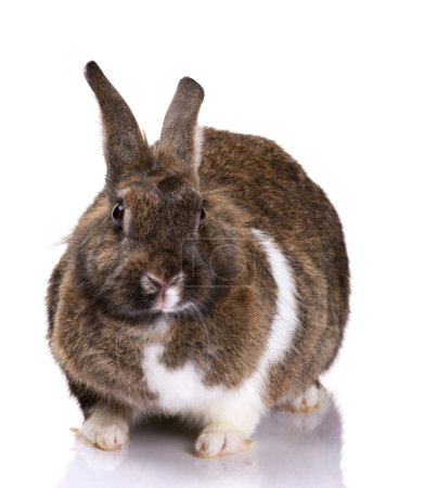 portrait of bunny