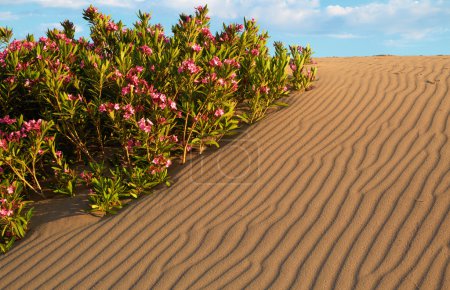 flowers in sand