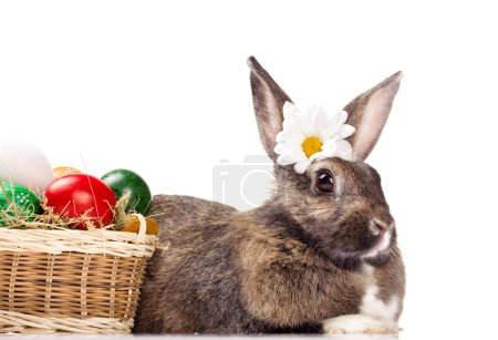 colorful eggs in basket and  bunny