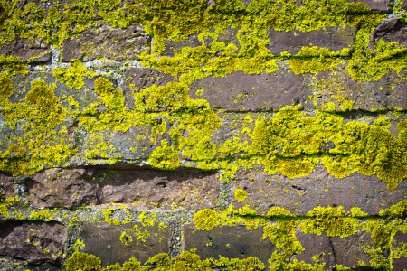 old brick wall growing moss