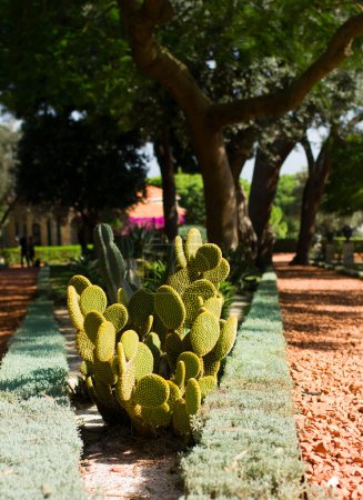 cactus in Bahai garden