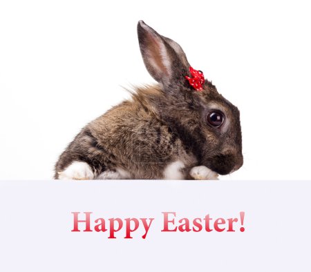 congratulation bunny