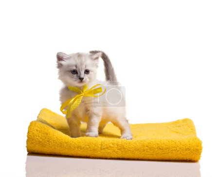 little kitten on towel