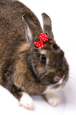 bunny with  bow