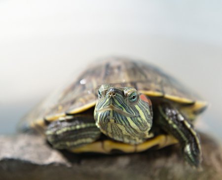 closeup portrait of a tortoise