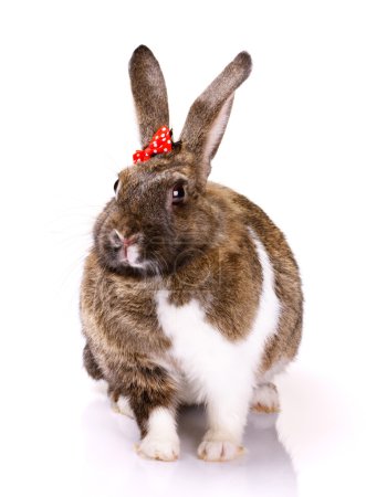 rabbit with small bow