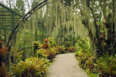 Singapore Botanical Garden
